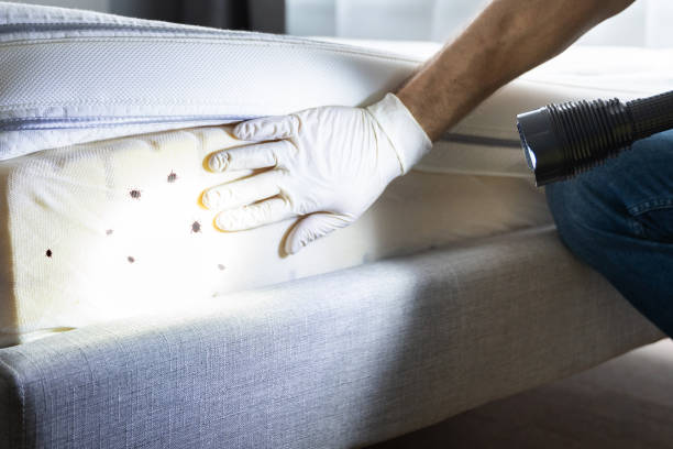 Best Cockroach Control Services  in Riverside, CT